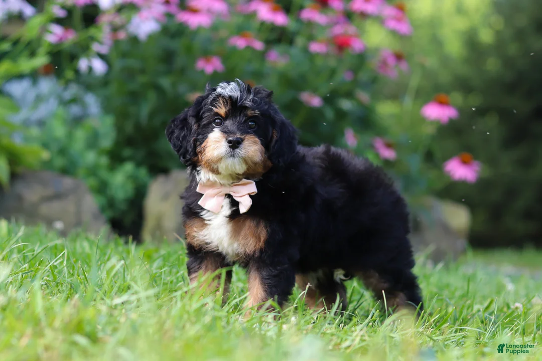 Mini Bernedoodle dogs for sale: Lotus - Ad 2
