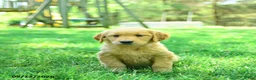 Golden Retriever dogs for sale: Pauper - Ad 3