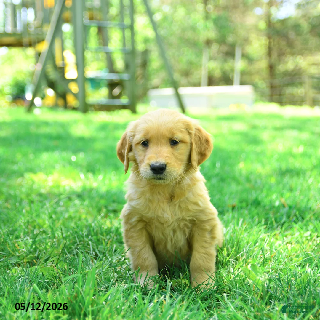 Golden Retriever dogs for sale: Pauper - Ad 3