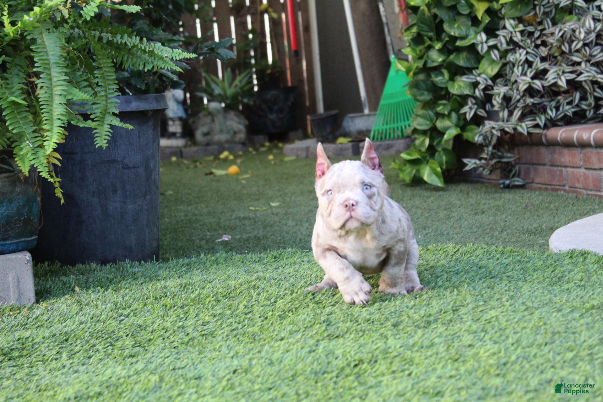 American Bully dogs Dottie American Bully  - Ad 4