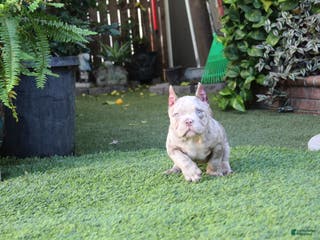 American Bully dogs Dottie American Bully - Ad 3