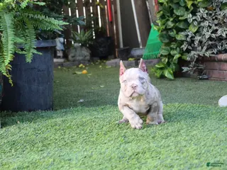 American Bully dogs Dottie American Bully - Ad 3