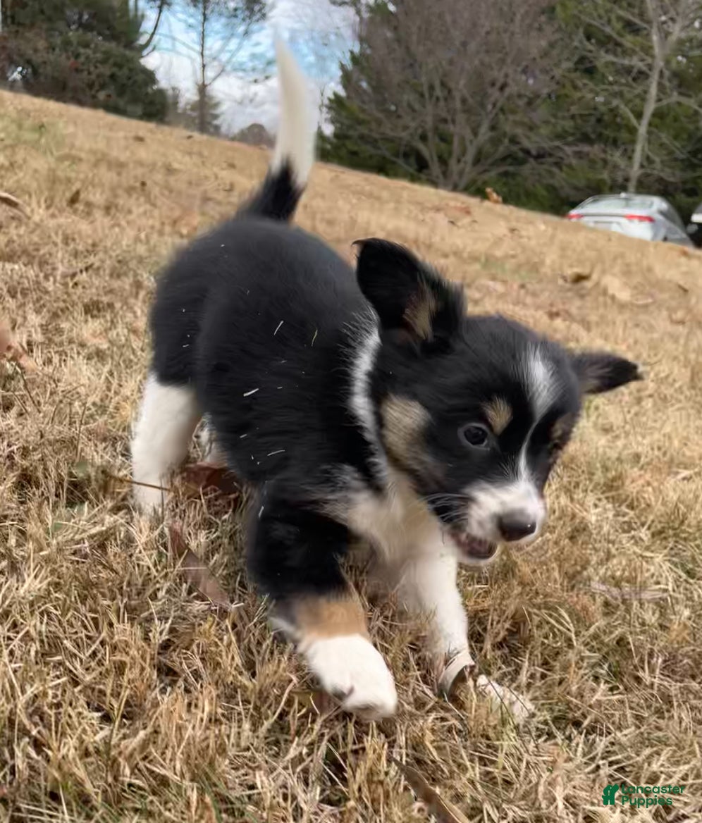 Mixed Breed dogs White Foot - Ad 11