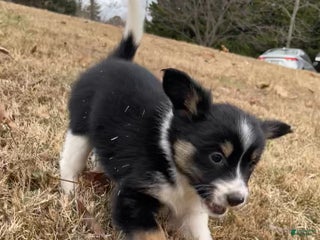 Mixed Breed dogs White Foot - Ad 13