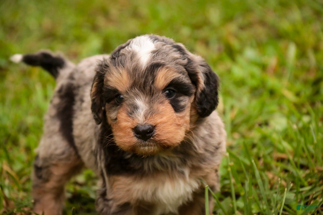 Mini Bernedoodle dogs Cornell F1 Mini Bernedoodle  - Ad 2