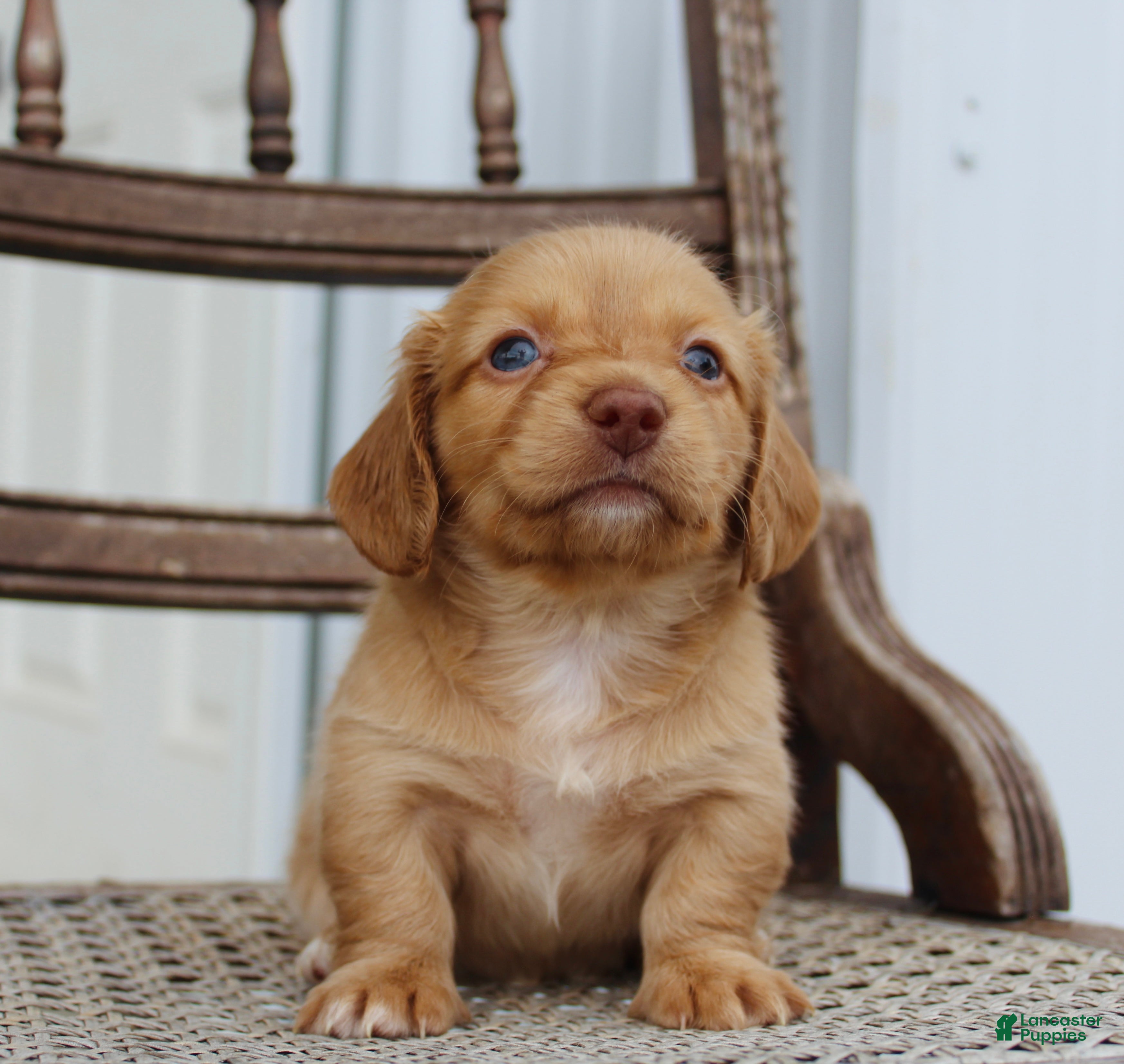 Miniature Dachshund dogs for sale: Allie - Ad 2
