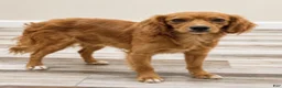 Cavapoo dogs for sale: Ice - Ad 6