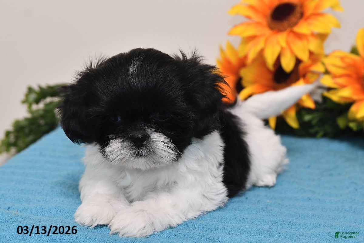 Shih Tzu dogs Rain - Ad 2