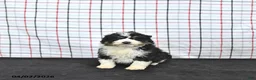 Mini Aussiedoodle dogs for sale: Willow  EXRTA SMALL - Ad 2