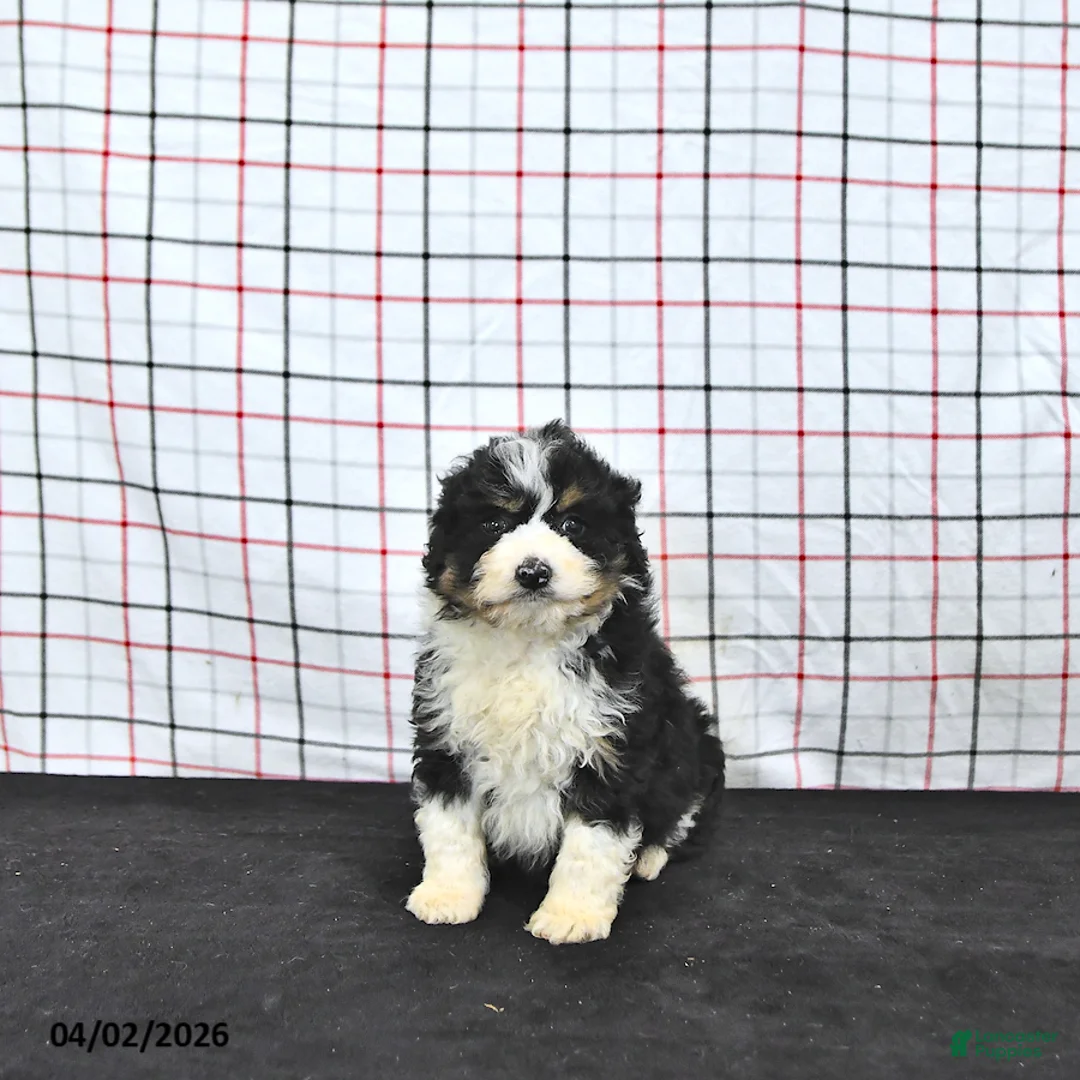 Mini Aussiedoodle dogs for sale: Willow  EXRTA SMALL - Ad 2