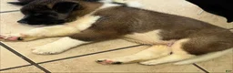 Akita dogs for sale: Happy - Ad 15