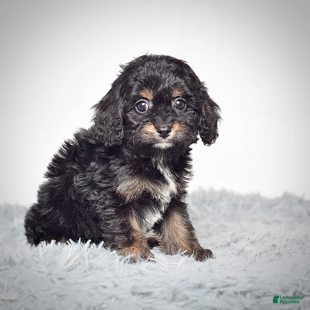 Cavapoo dogs for sale: Ms. Buttons  - Ad 4