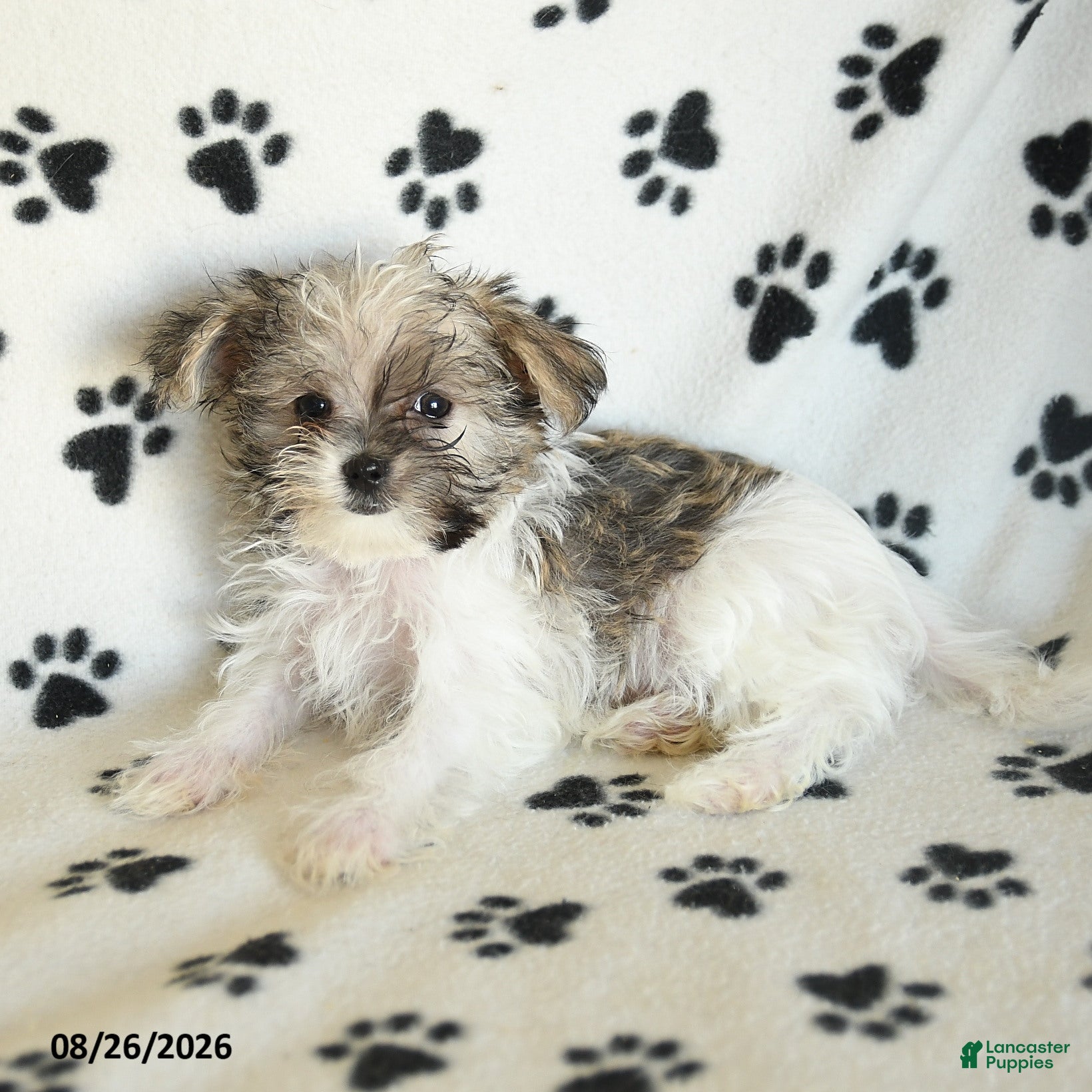 Shorkie dogs Iron - Ad 2