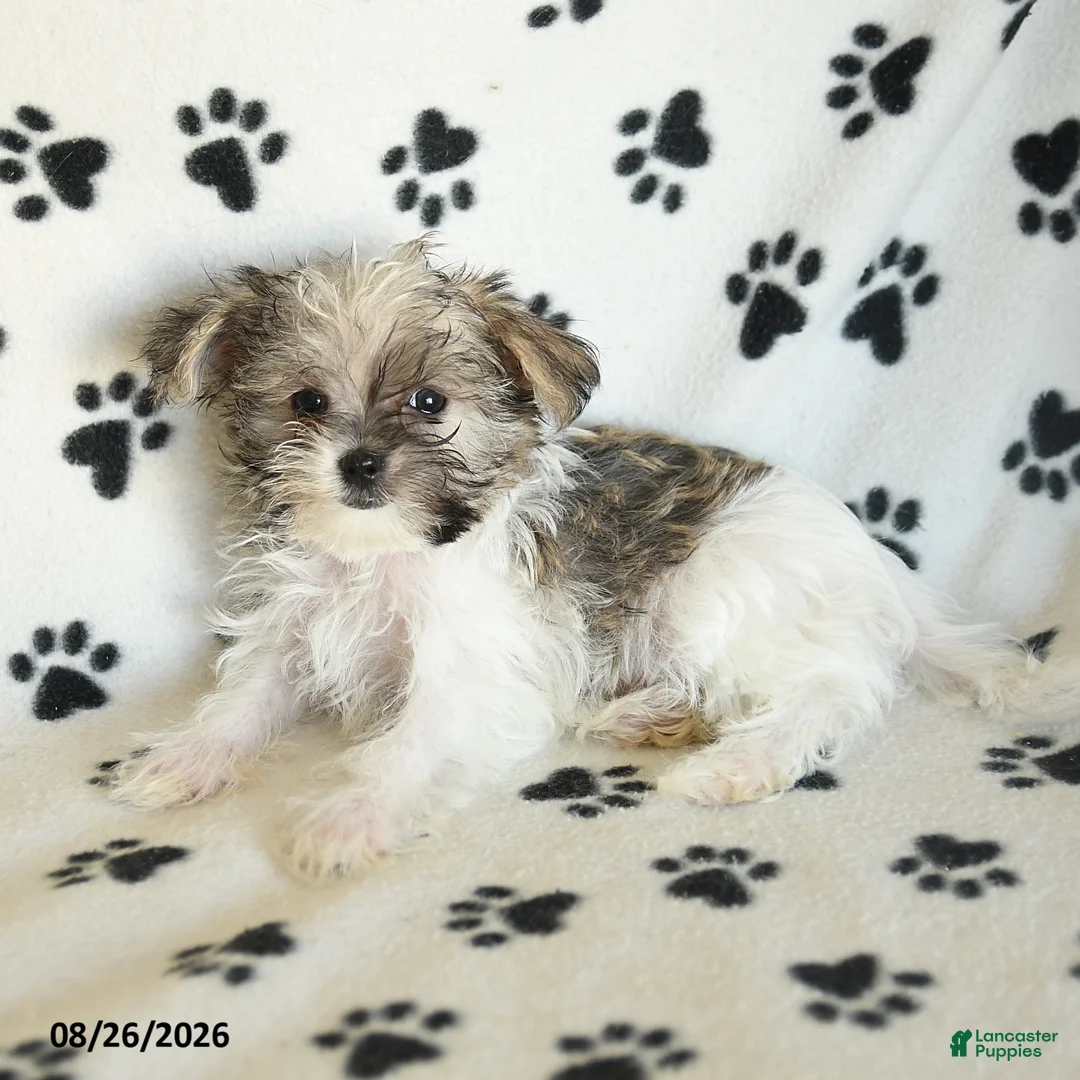 Shorkie dogs for sale: Iron - Ad 2