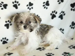 Shorkie dogs Iron - Ad 2