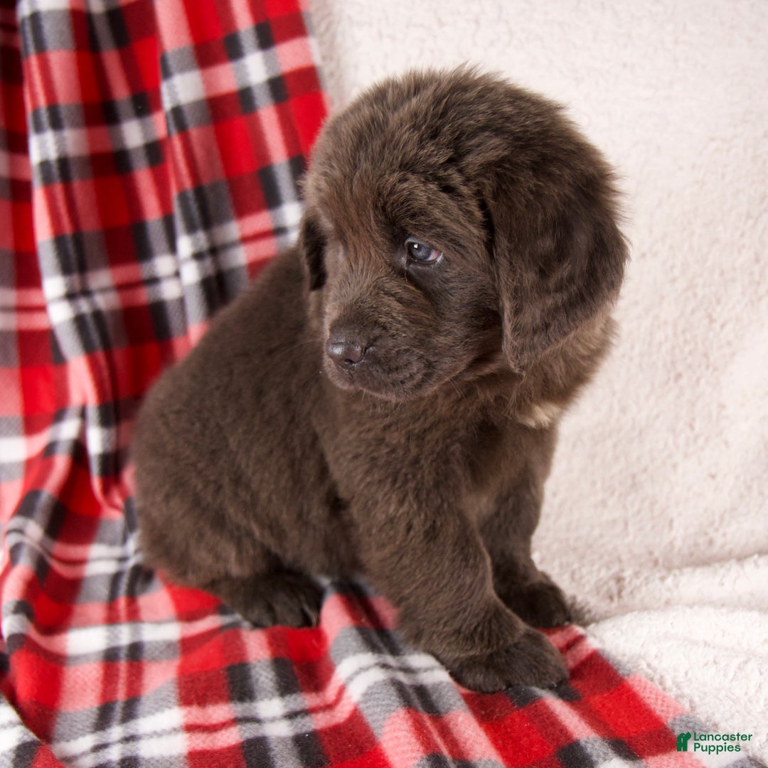 Newfoundland dogs for sale: Holly - Ad 6