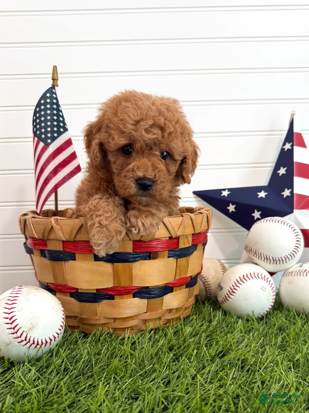 Cavapoo dogs for sale: Homer - Ad 2