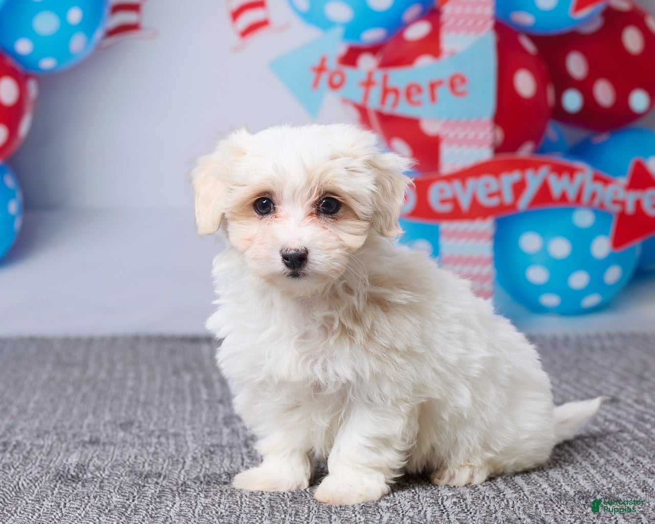 Maltipoo dogs Holly - Ad 2