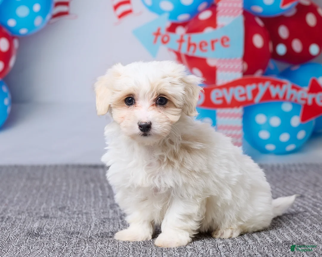 Maltipoo dogs for sale: Holly - Ad 2