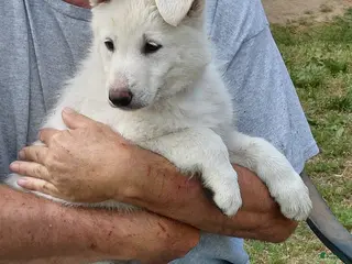 German Shepherd dogs for sale: German Shepherd Puppy 4 - Ad 3
