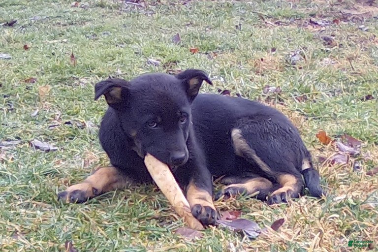 Mixed Breed dogs Willow - Ad 2