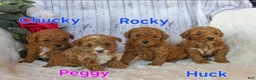 Miniature Poodle dogs for sale: Huck - Ad 1