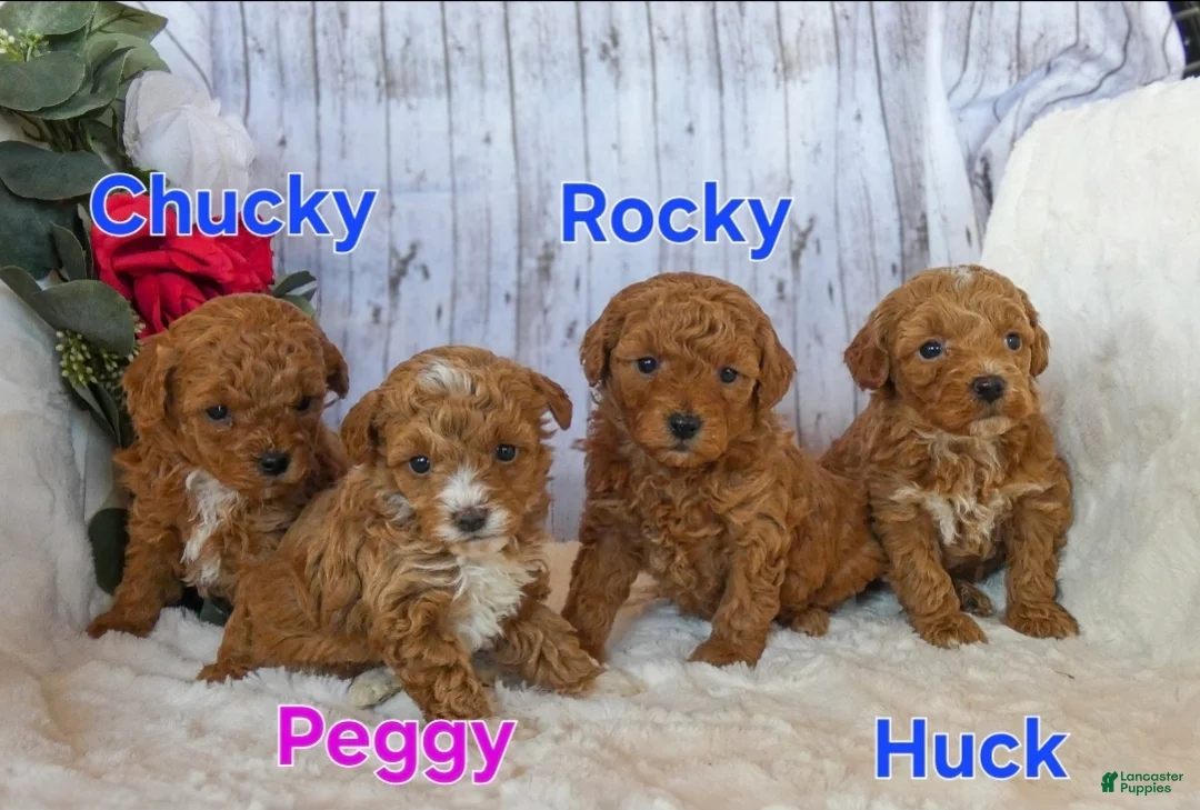 Miniature Poodle dogs for sale: Huck - Ad 1