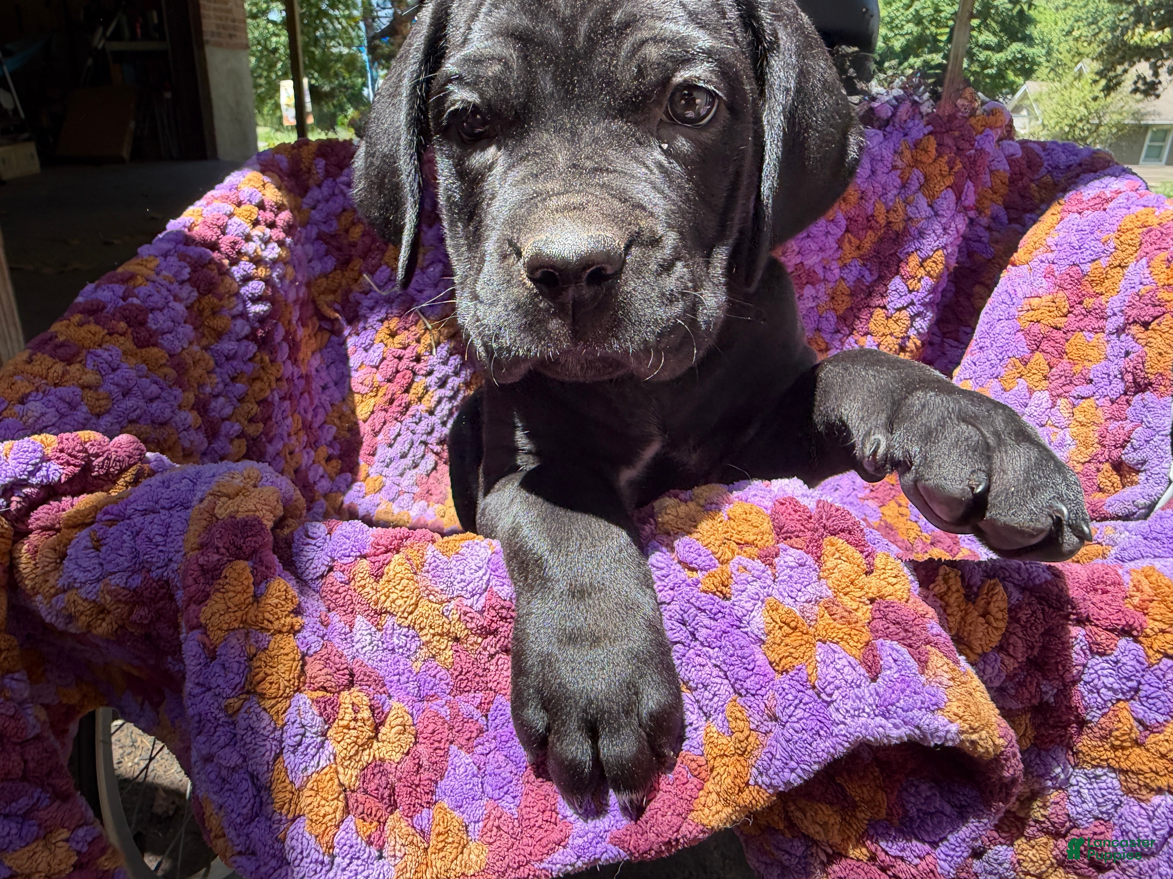 Cane Corso dogs Cane Corso Puppy Green - Ad 26