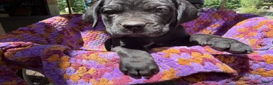 Cane Corso Puppy Green