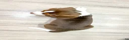 Beagle dogs for sale: Daffodil - Ad 5
