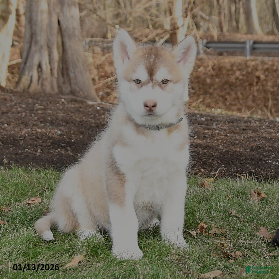 Alaskan Malamute dogs Sarge - Ad 2