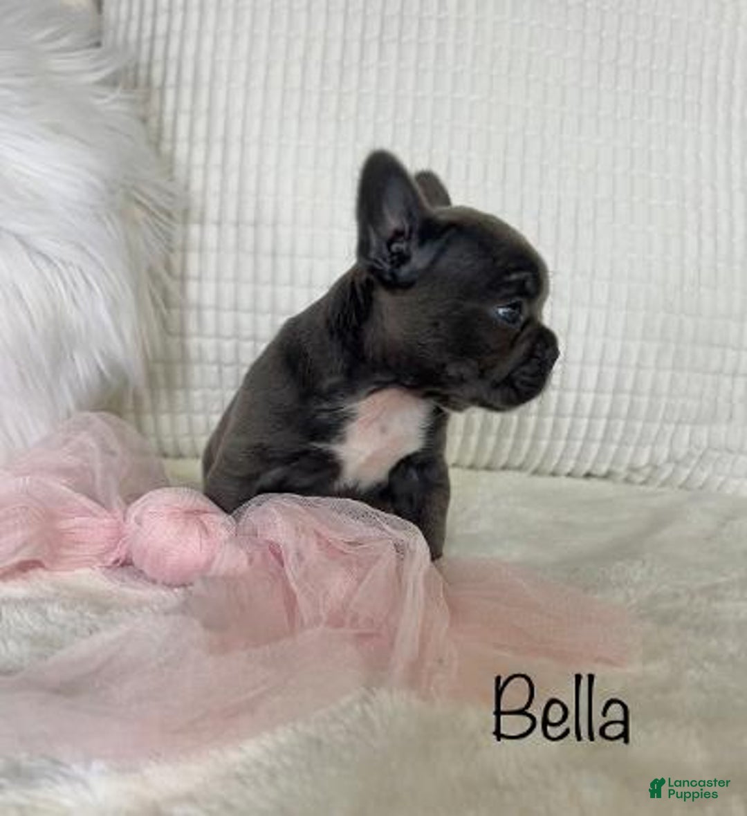 Mixed Breed dogs for sale: Bella - Ad 5