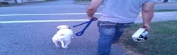 American Pit Bull Terrier dogs for sale: Cowboy - Ad 30