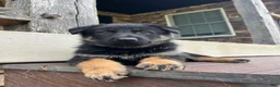 German Shepherd dogs for sale: Yori - Ad 4