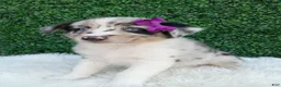 Australian Shepherd dogs for sale: Flicka - Ad 3