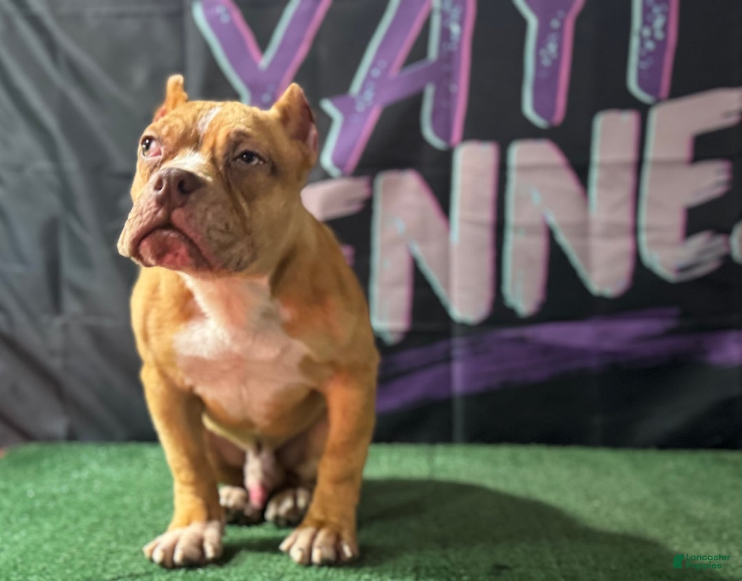 American Bully dogs for sale: Chocolate Fawn Merle - Ad 4