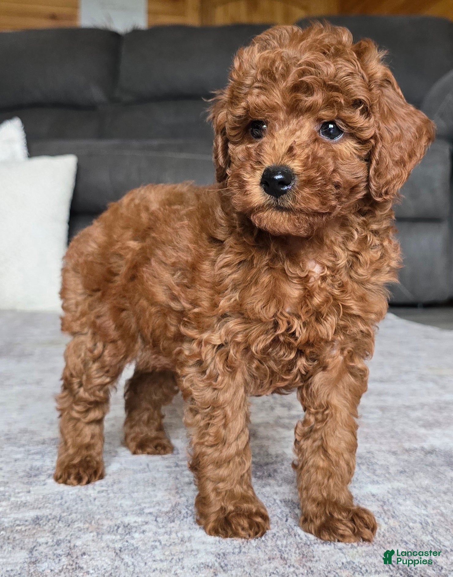 Miniature Poodle dogs for sale: Chloe - Ad 2