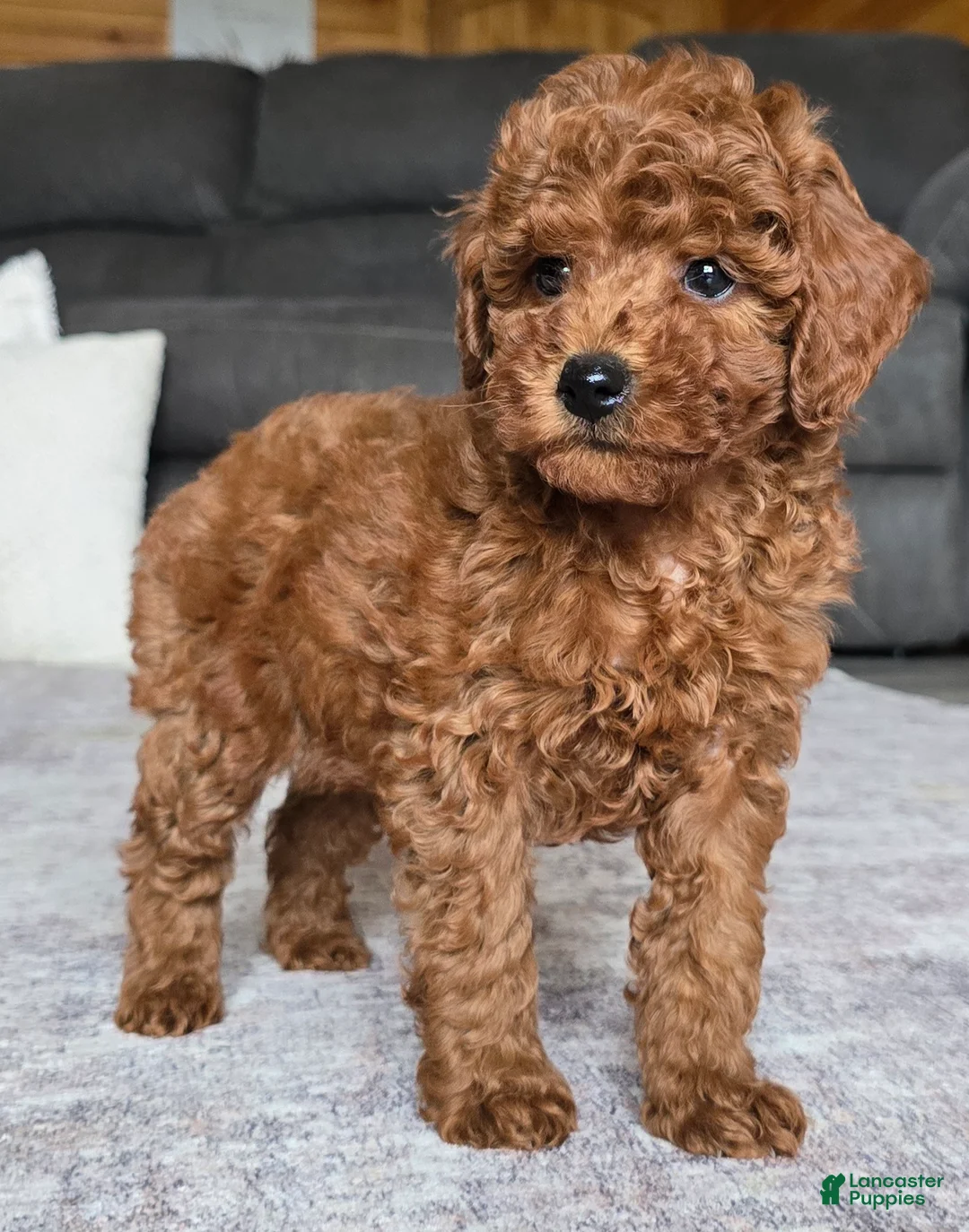 Miniature Poodle dogs for sale: Chloe - Ad 1