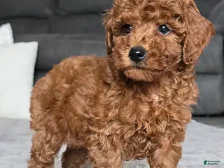 Miniature Poodle dogs for sale: Chloe - Ad 2