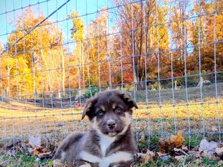 Australian Shepherd dogs - Ad 35