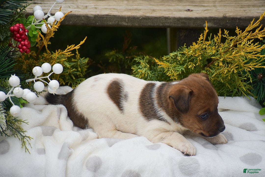 Jack Russell Terrier dogs for sale: Posy - Ad 5