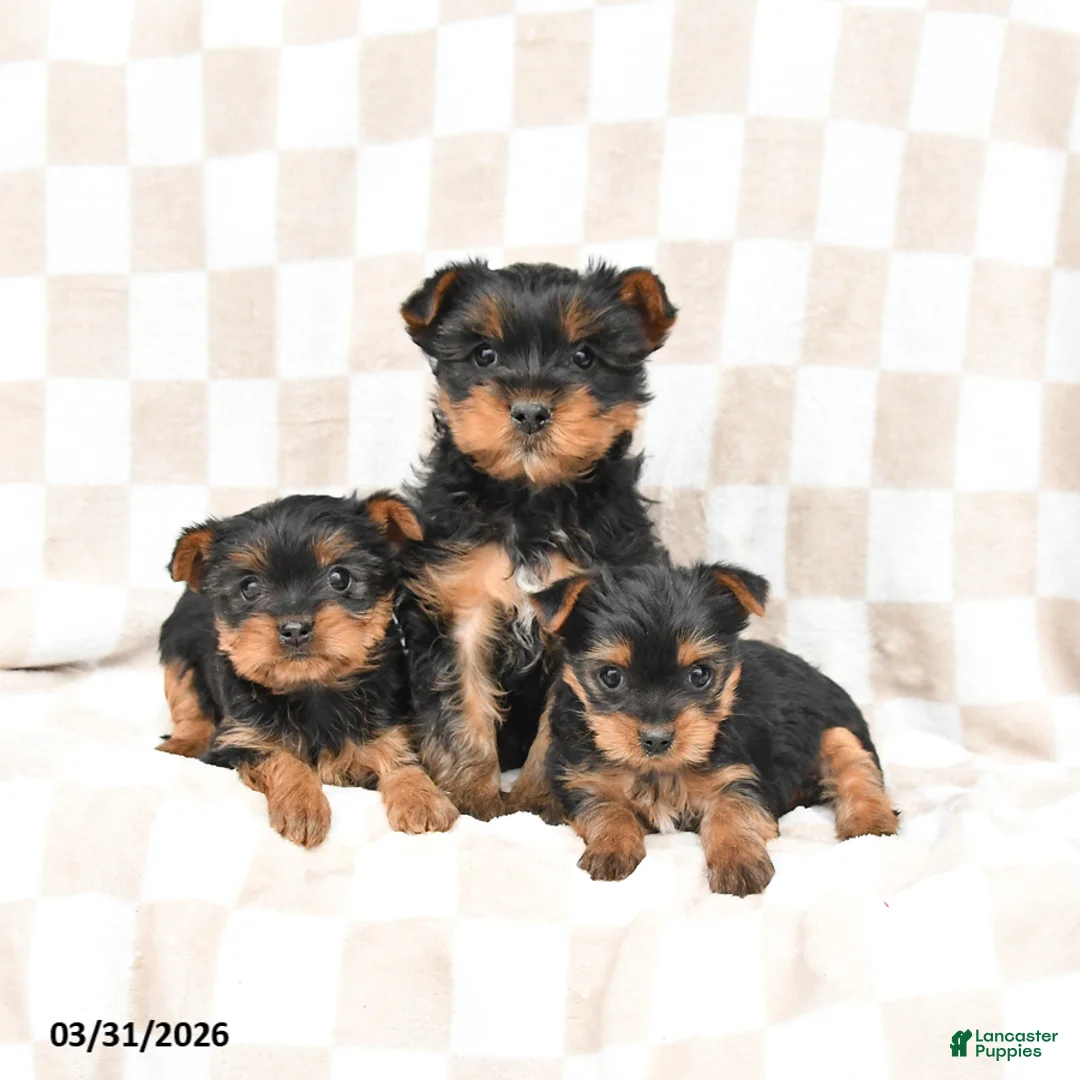 Yorkshire Terrier dogs for sale: Ruby - Ad 3