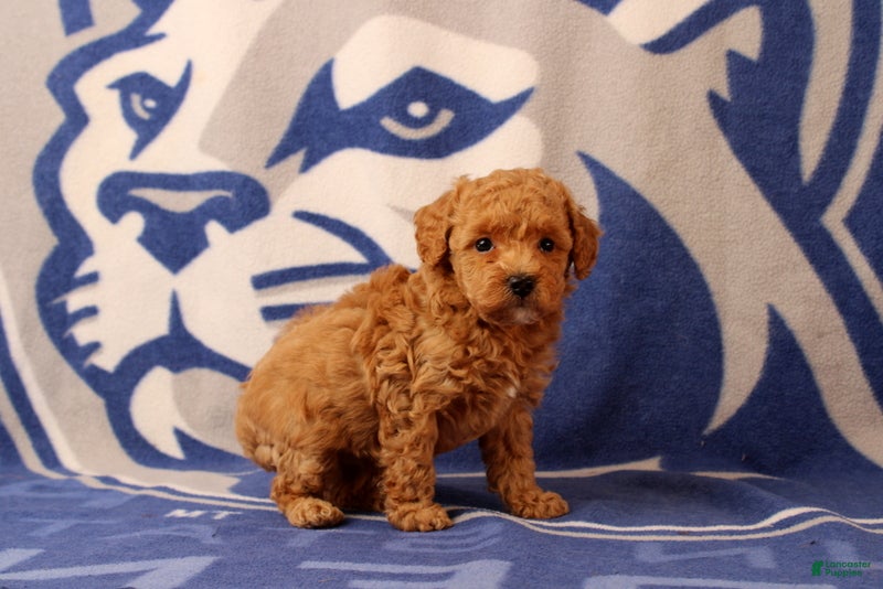 Toy Poodle dogs Frank - Ad 2