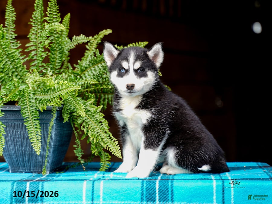 Pomsky dogs Taffy - Ad 1