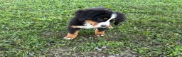 Bernese Mountain Dog dogs for sale: Piper - Ad 2