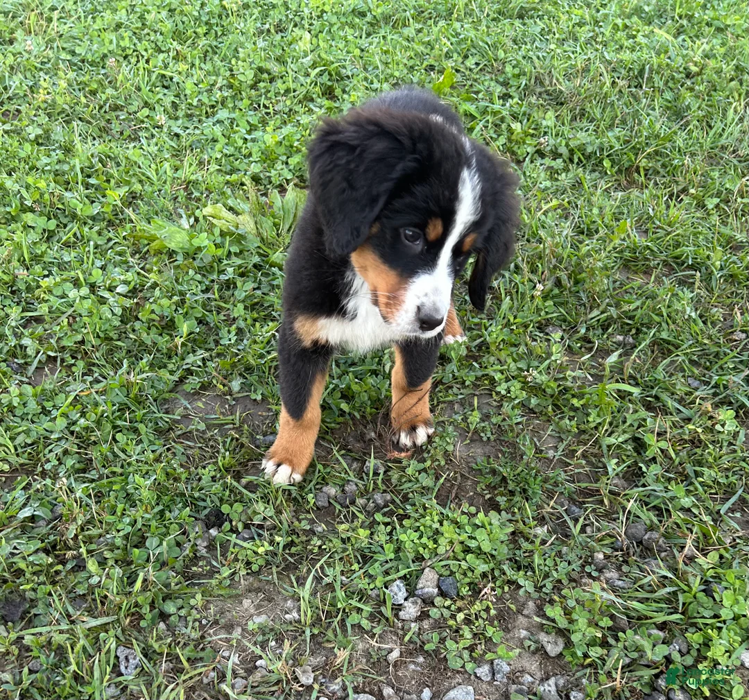 Bernese Mountain Dog dogs for sale: Piper - Ad 2