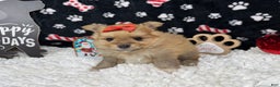 Pomeranian dogs for sale: Pomeranian Puppy 4 - Ad 3