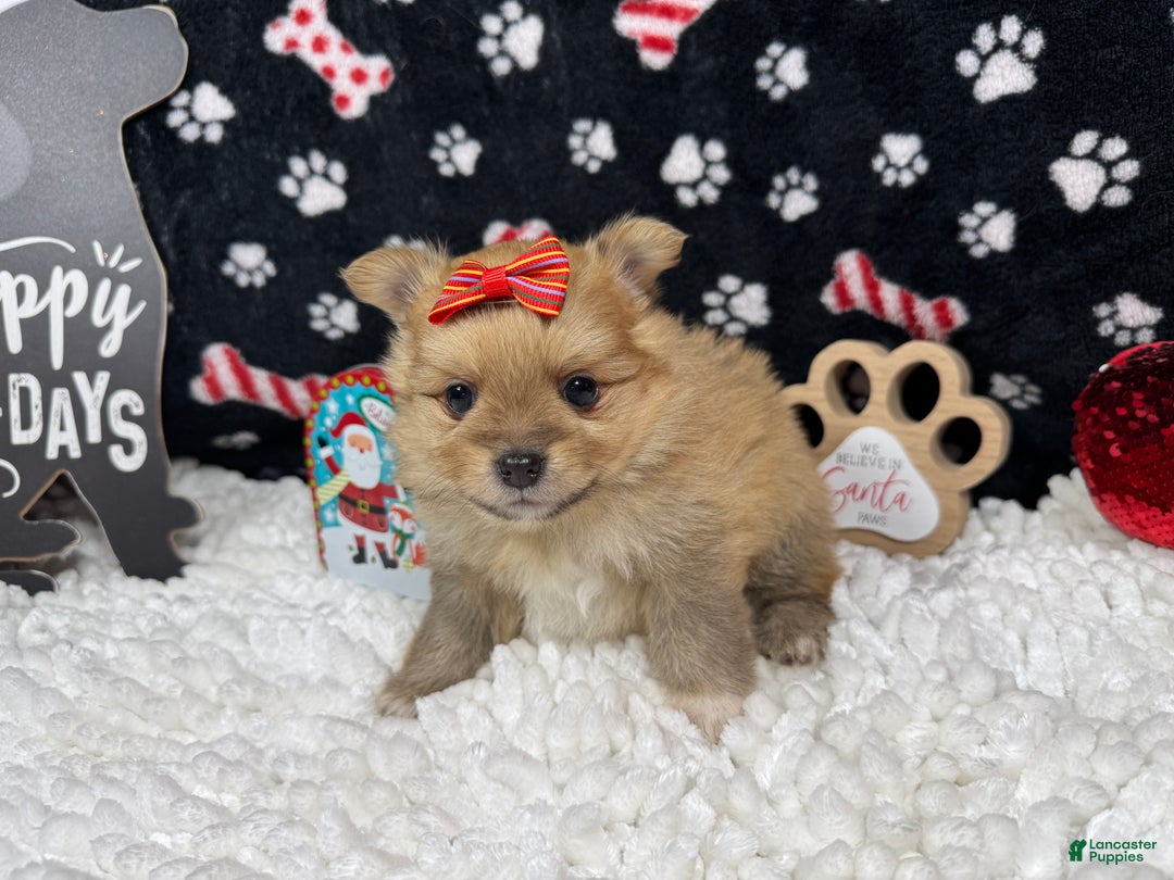 Pomeranian dogs for sale: Pomeranian Puppy 4 - Ad 3