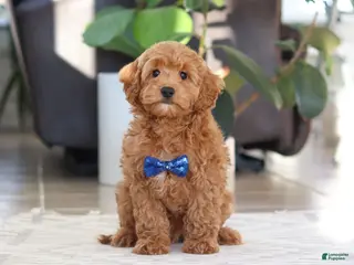 Cockapoo dogs for sale: Luca - Ad 2