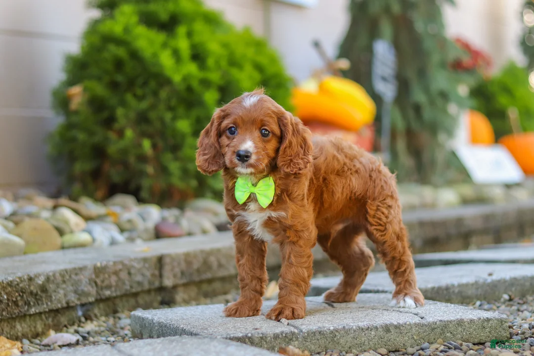 Cavapoo dogs for sale: Blake - Ad 1